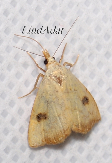 Rivula sericealis - selymes lórombagoly