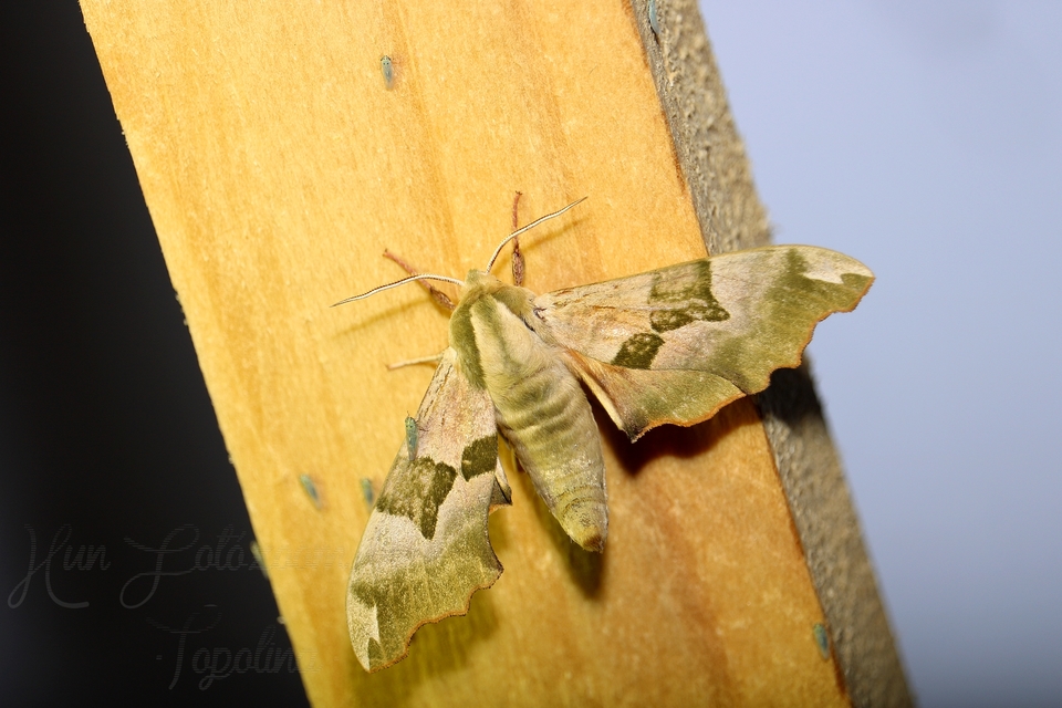 Mimas tiliae - hársfaszender