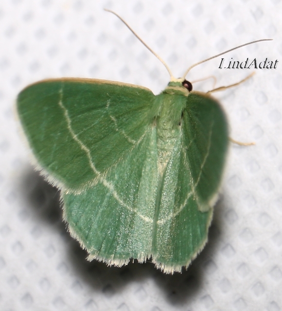 Chlorissa viridata - üdezöld araszoló