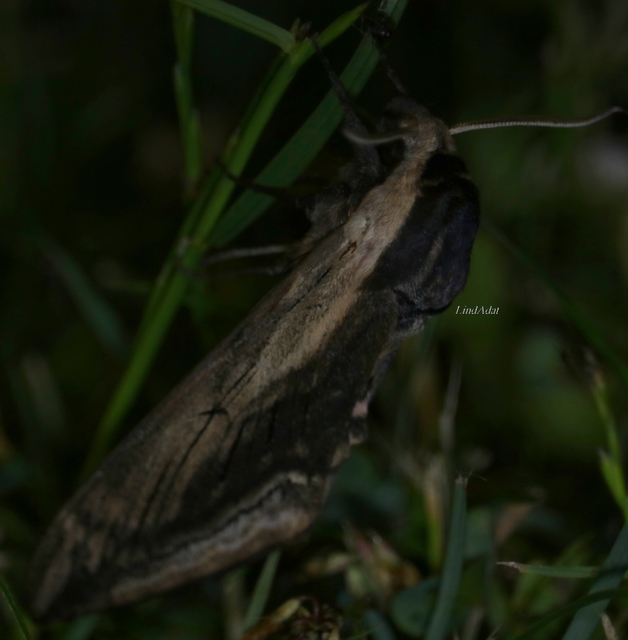 Sphinx ligustri - fagyalszender