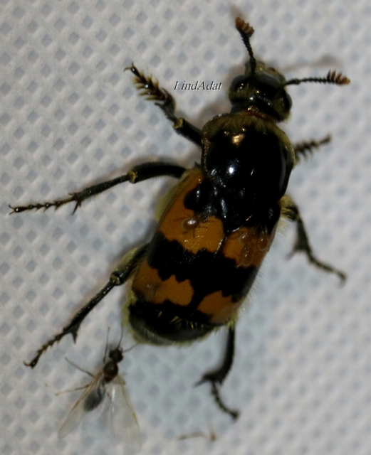 Nicrophorus vespillo - közönséges temetőbogár