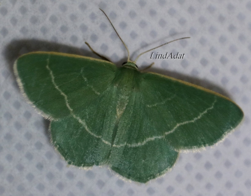 Chlorissa viridata - üdezöld araszoló