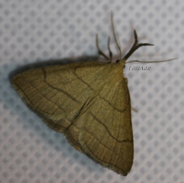 Polypogon tentacularia - sötétaljú karcsúbagoly