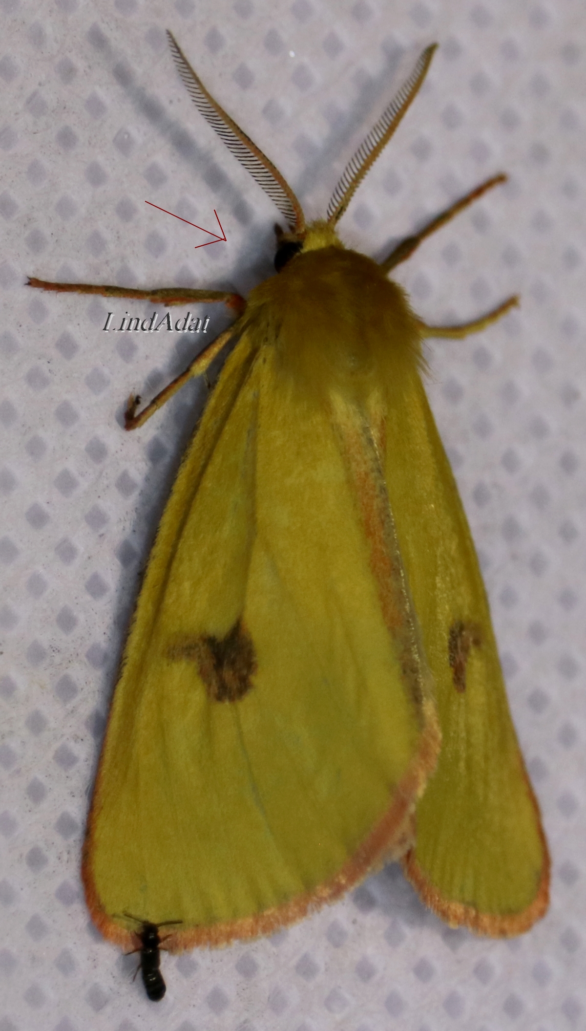 Diacrisia sannio - vörösszélű medvelepke