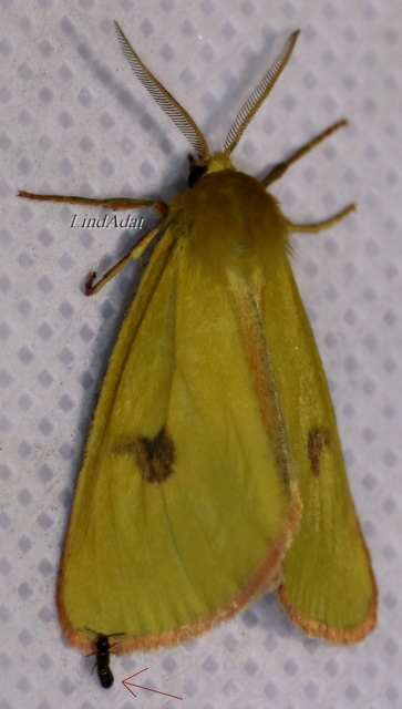 Anotylus Anotylus
