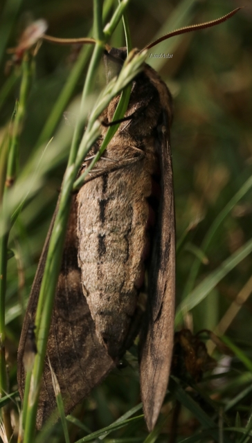Sphinx ligustri - fagyalszender