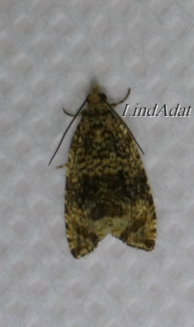 Celypha lacunana - vízparti tükrösmoly