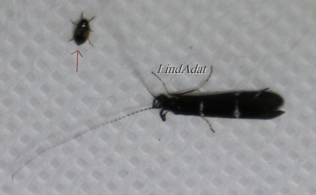 Hydroglyphus geminus - gyakori paránycsíkbogár
