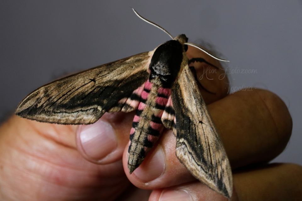 Sphinx ligustri - fagyalszender