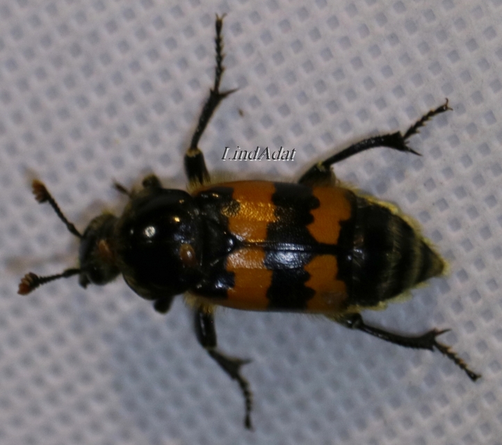 Nicrophorus vespillo - közönséges temetőbogár