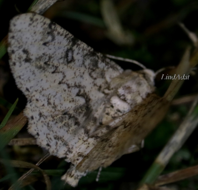 Ascotis selenaria - holdas faaraszoló