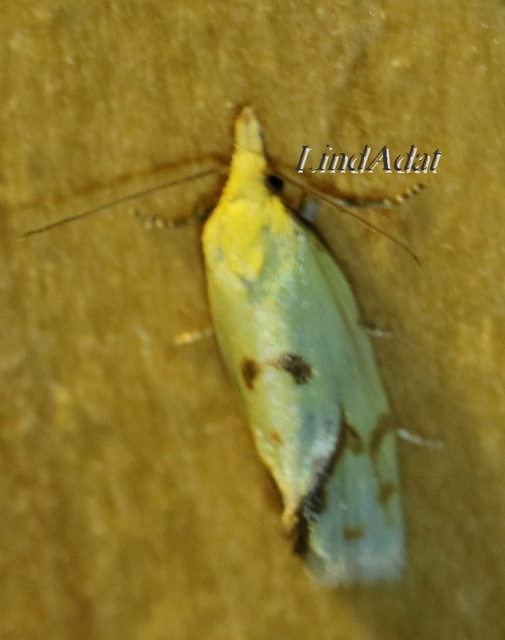 Agapeta hamana - közönséges sárgamoly