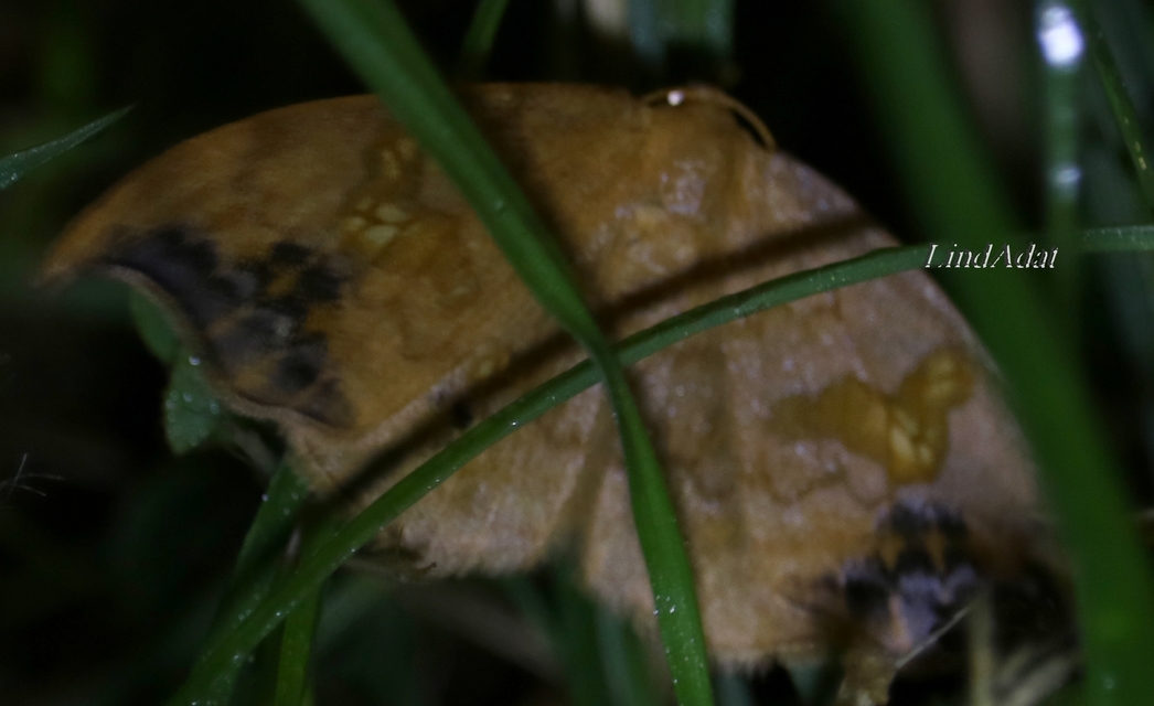 Sabra harpagula - hársfa-sarlósszövő