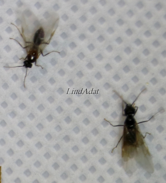 Lasius fuliginosus - kartonépítő fahangya