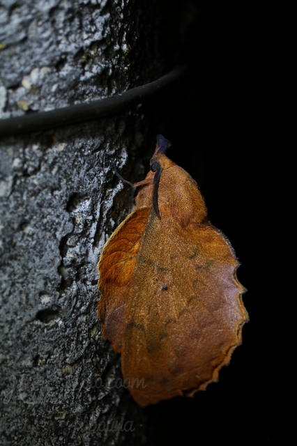 Gastropacha quercifolia - tölgylevélpohók