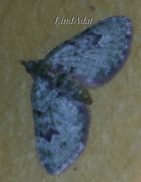 Chloroclystis v-ata - zöldes törpearaszoló