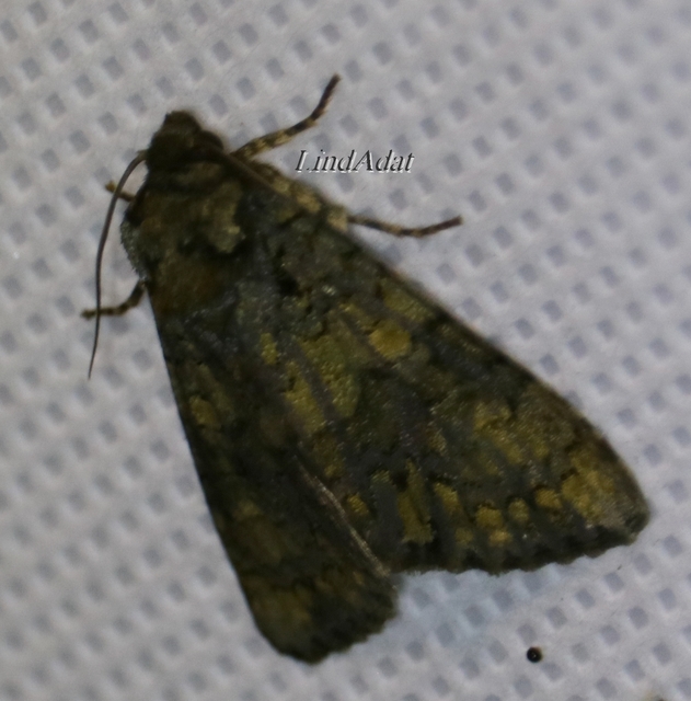 Craniophora ligustri - fagyalbagoly