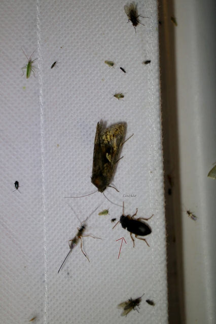 Harpalus griseus - kis selymesfutó