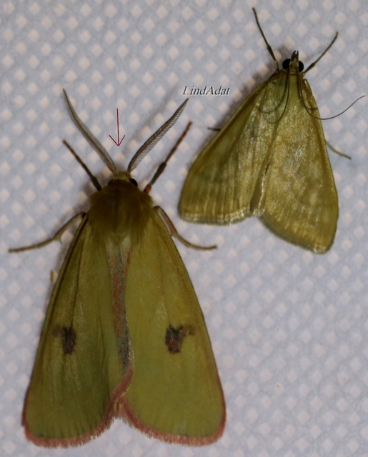 Diacrisia sannio - vörösszélű medvelepke