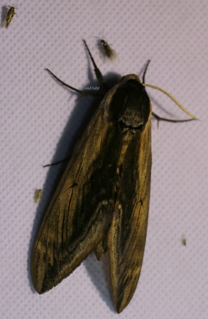 Sphinx ligustri - fagyalszender