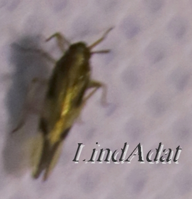 Delphacidae - sarkantyús kabócák