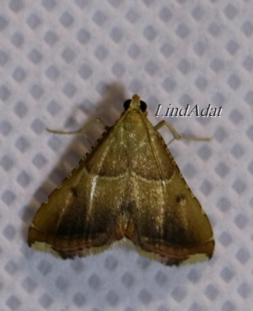 Endotricha flammealis - tüzesszárnyú fényilonca