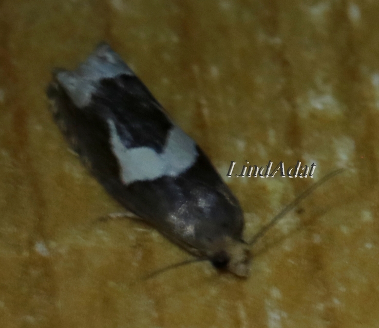 Epiblema foenella - kampósfoltú tükrösmoly