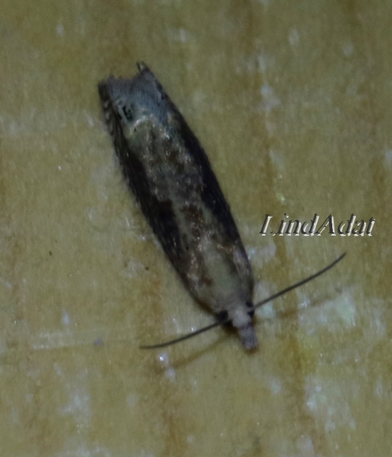 Ancylis