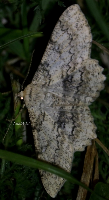 Ascotis selenaria - holdas faaraszoló