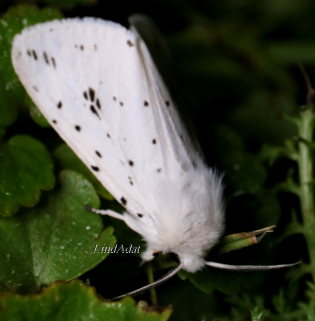 Spilosoma lubricipedum - tejszínű medvelepke