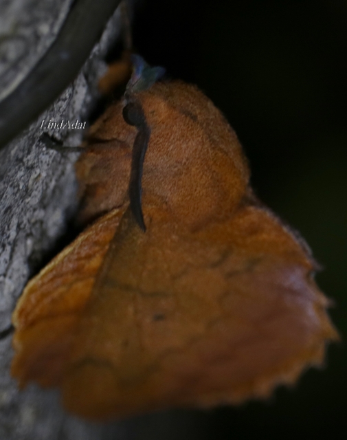 Gastropacha quercifolia - tölgylevélpohók
