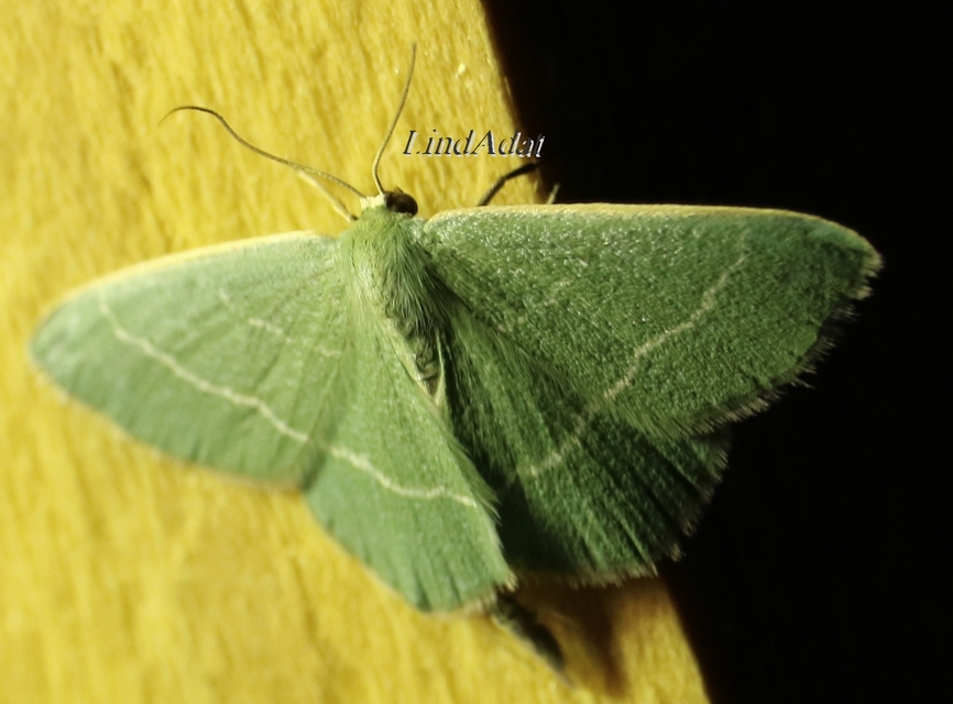 Chlorissa viridata - üdezöld araszoló