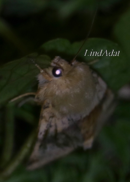 Heliothis viriplaca - mácsonyabagoly