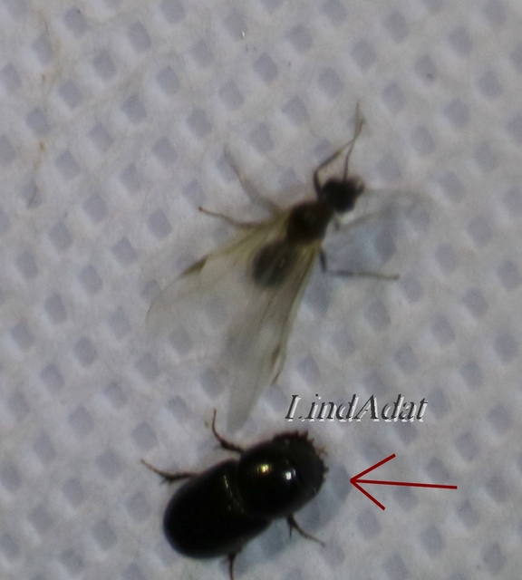 Aphodius