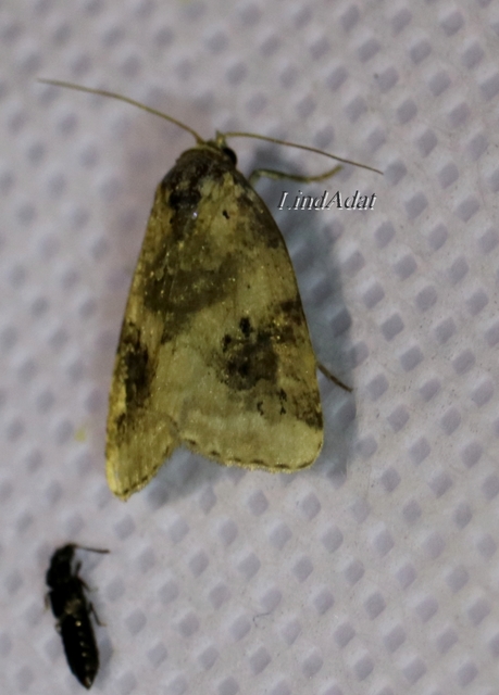 Pseudeustrotia candidula - fehéres apróbagoly