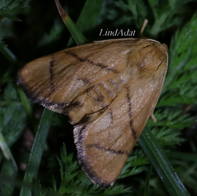 Apoda limacodes - kagylólepke
