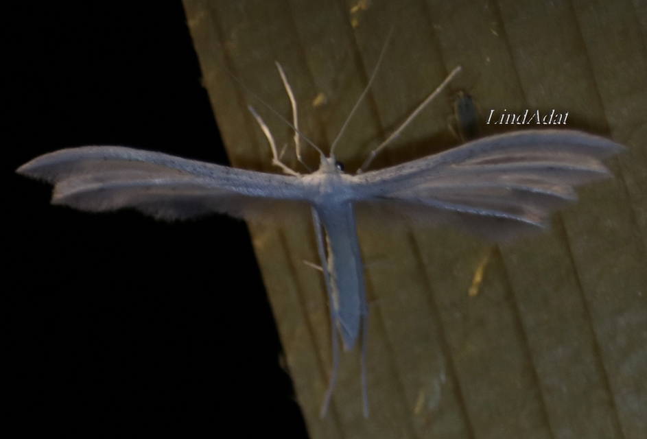 Pterophorus pentadactyla - fehér tollasmoly