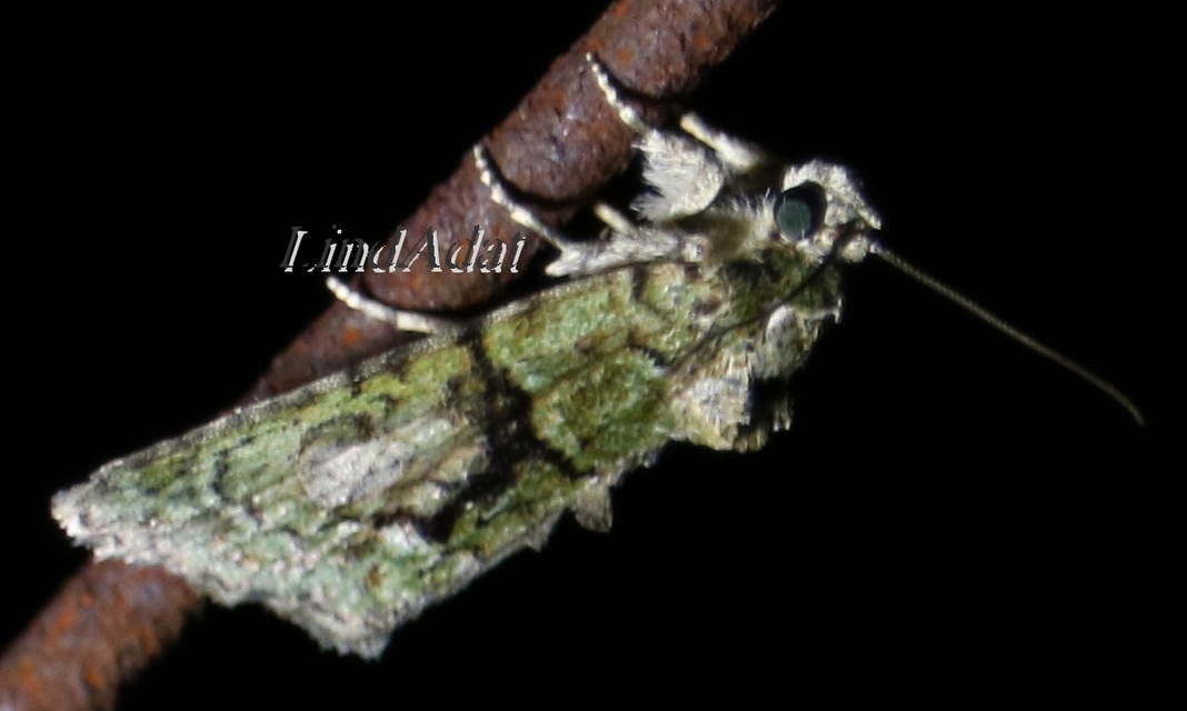 Cryphia algae - sárgászöld zuzmóbagoly