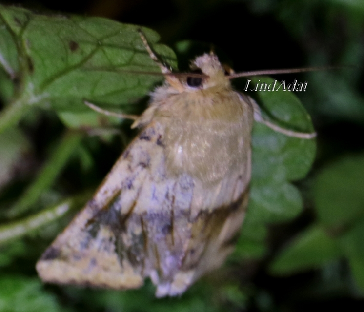 Heliothis viriplaca - mácsonyabagoly