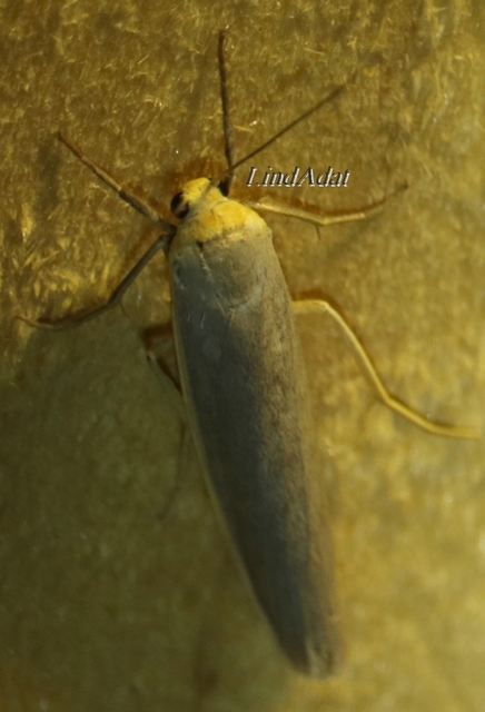 Eilema complana - közönséges zuzmószövő