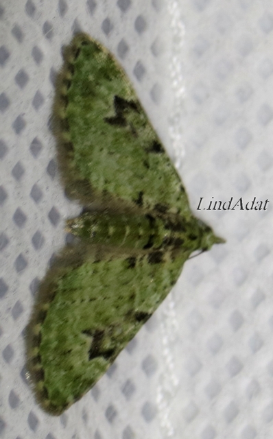 Chloroclystis v-ata - zöldes törpearaszoló