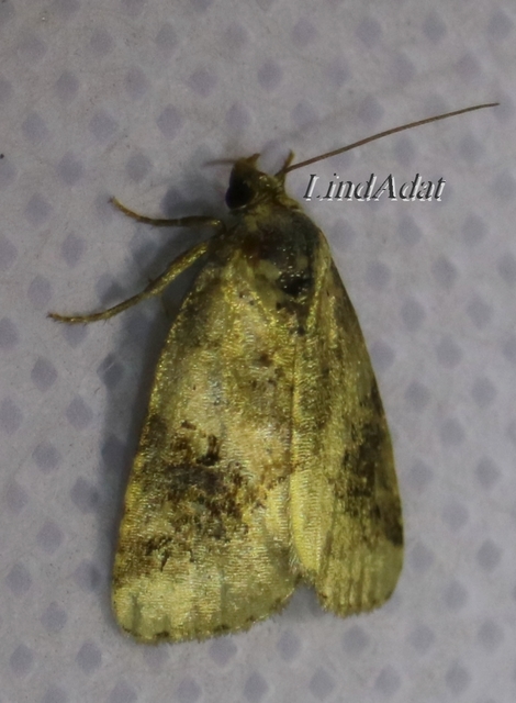 Pseudeustrotia candidula - fehéres apróbagoly