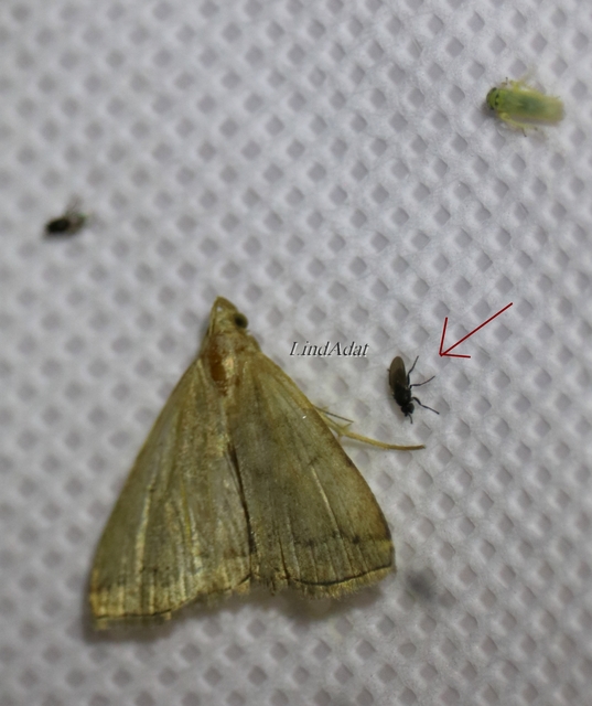 Sphaeroceridae - trágyalegyek