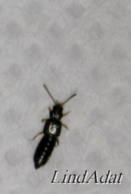 Carpelimus Carpelimus
