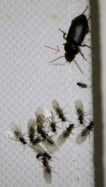 Harpalus griseus - kis selymesfutó