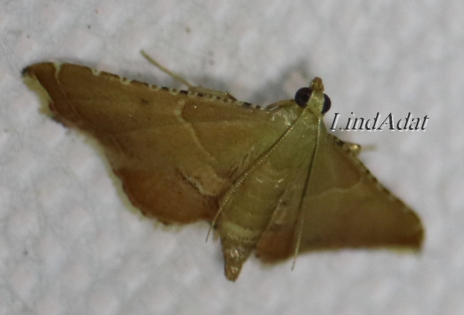 Endotricha flammealis - tüzesszárnyú fényilonca