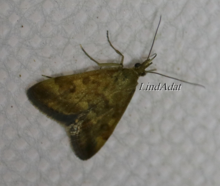 Pyrausta despicata - réti bíbormoly