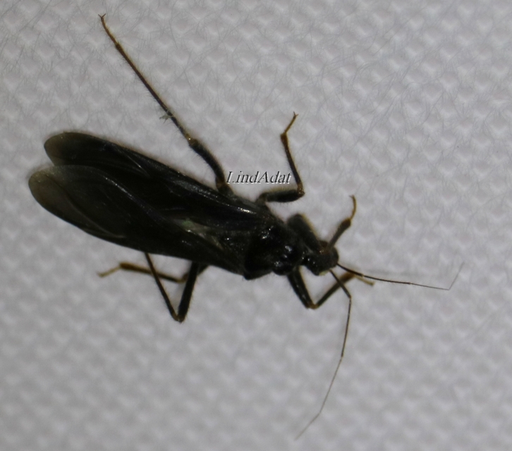 Reduvius personatus - szemetes zugpoloska