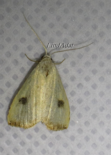 Rivula sericealis - selymes lórombagoly