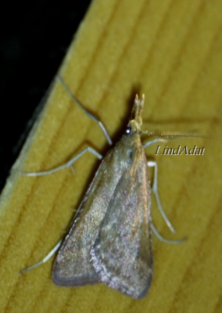 Synaphe punctalis - hosszúlábú fényilonca